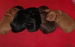 Cocker Spaniel dogs for sale: K.C. Registered cocker spaniel puppies - Image 1