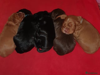 Cocker Spaniel dogs - Advert 11