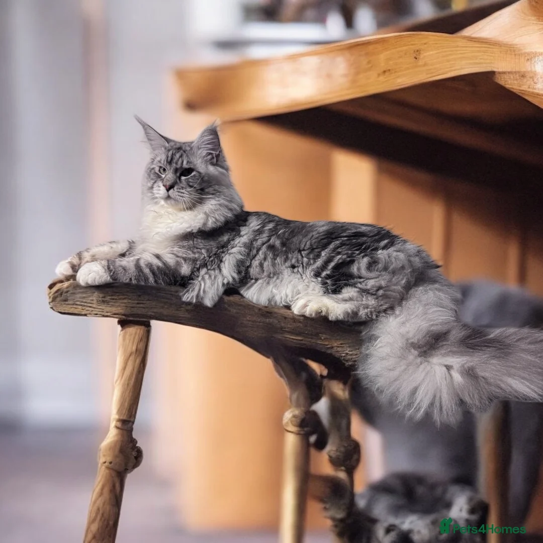 Maine Coon cats for stud: 🔥Beautiful stud Maine Coon ❤️ in Northampton - Advert 2