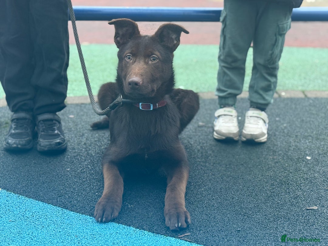 German Shepherd dogs for sale: Liver & Tan German Shepherd Young, Male, Trained  - Advert 7