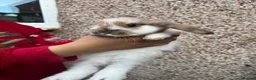 Mini Lion Lop rabbits for sale: Fluffy mini lion lops  in Blyth - Advert 3