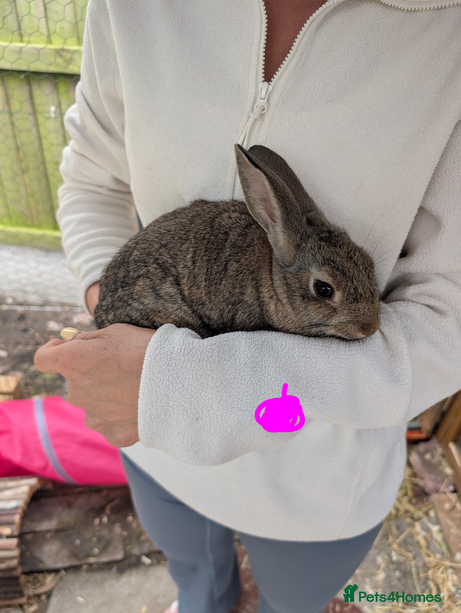 Mixed Breed rabbits for sale: Baby rabbits  - Advert 10