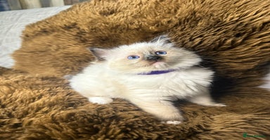 Ragdoll cats - Advert 5