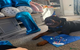 Rottweiler dogs for sale: AMAZING PEDIGREE REGISTERED ROTTWEILER PUPPIES - Image 22