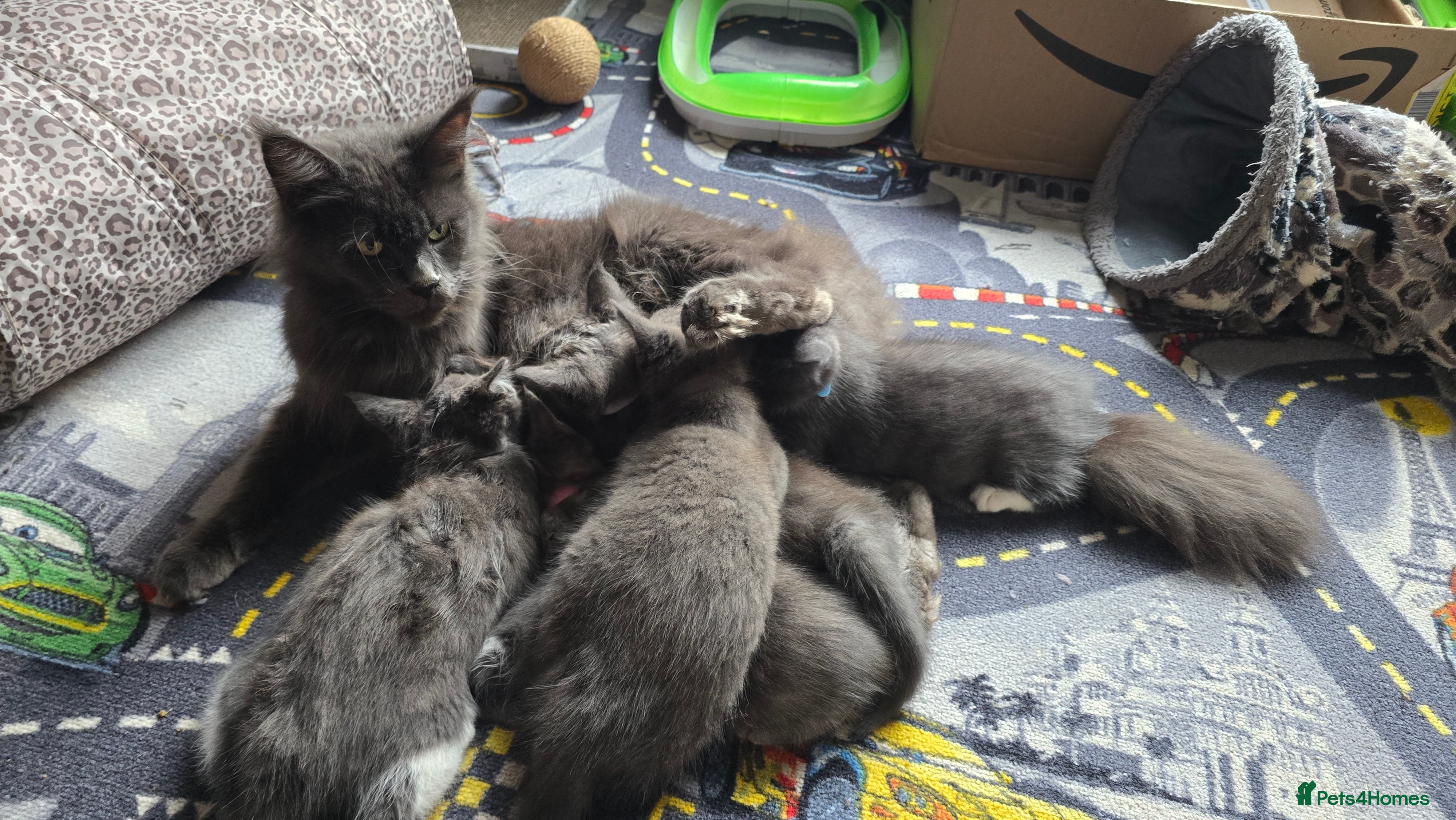 Mixed Breed cats Stunning Maine Coon Mix Kittens–Ready 15th Feb - Advert 9