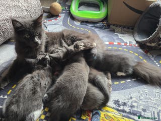 Mixed Breed cats Stunning Maine Coon Mix Kittens–Ready 15th Feb - Advert 2