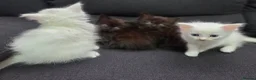 Mixed Breed cats for sale: Maine Coon x Ragdoll Kittens - Advert 33