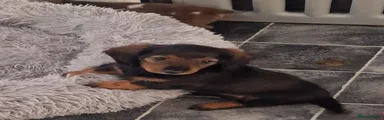 Miniature Dachshund 1