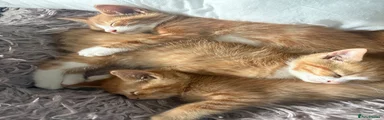 Mixed Breed 6