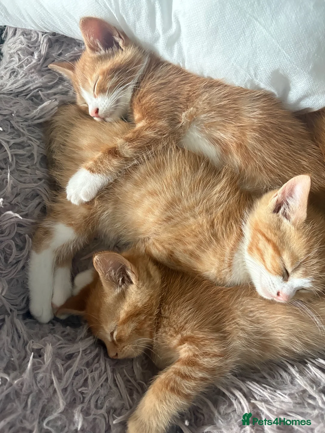 Mixed Breed cats for sale: Gorgeous litter of 6 kittens looking for home in Kilmarnock - Advert 9