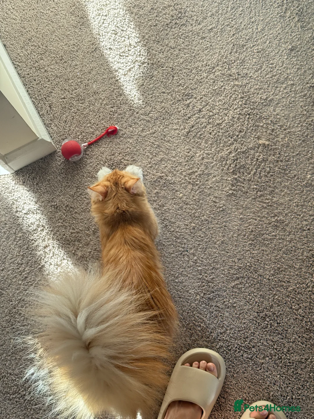 Maine Coon cats for sale: Purebred Adorable Maine Coon Kittens Available - Advert 11