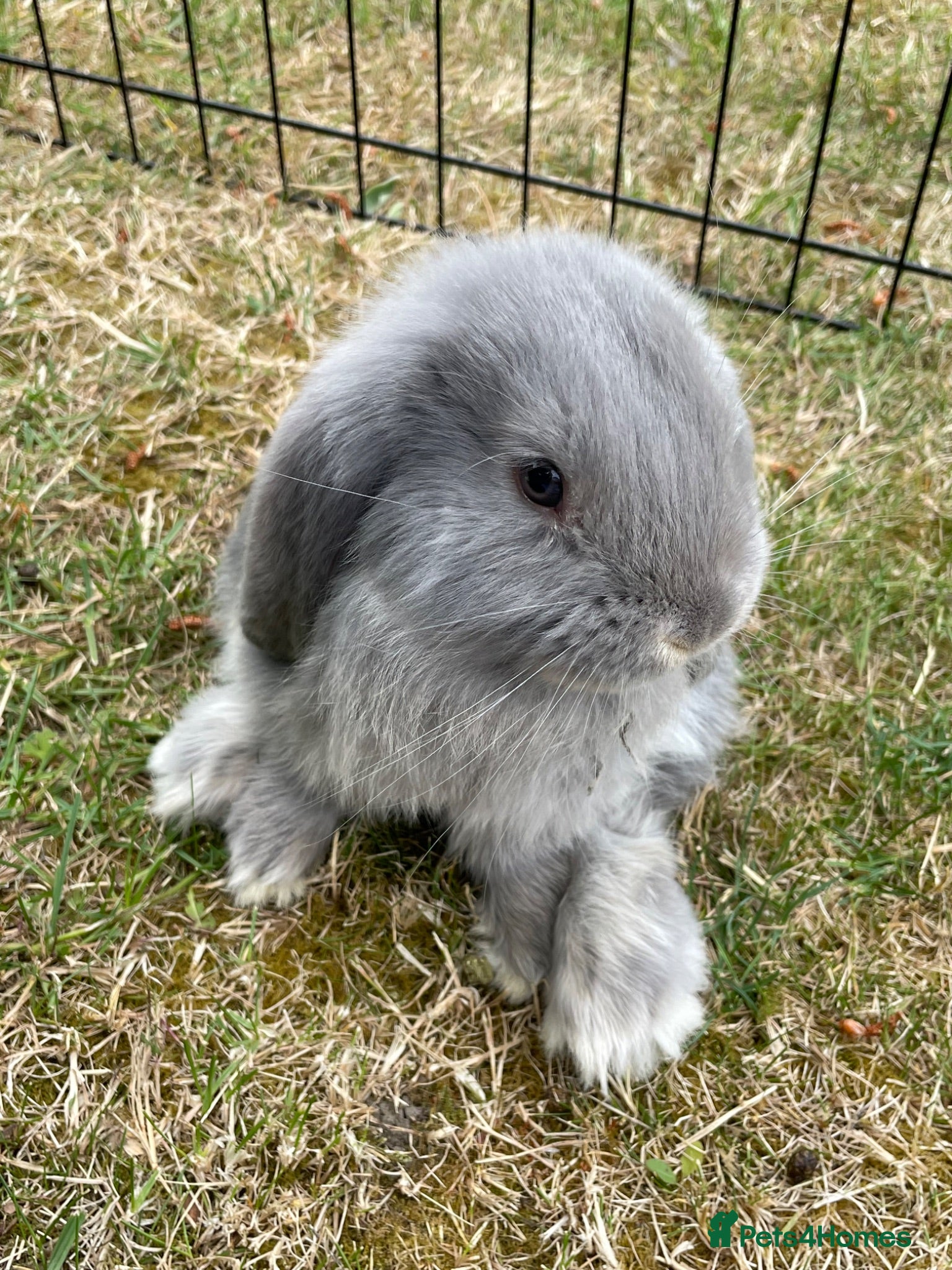 French Lop rabbits Beautiful French Lop Babies - Advert 2