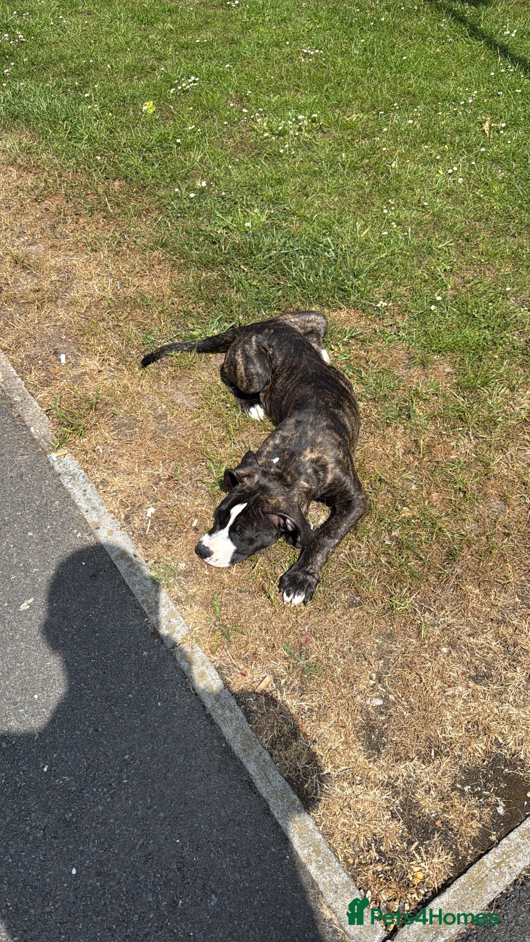 Mixed Breed dogs for sale: Duke the bullmastiff x corso - Image 5