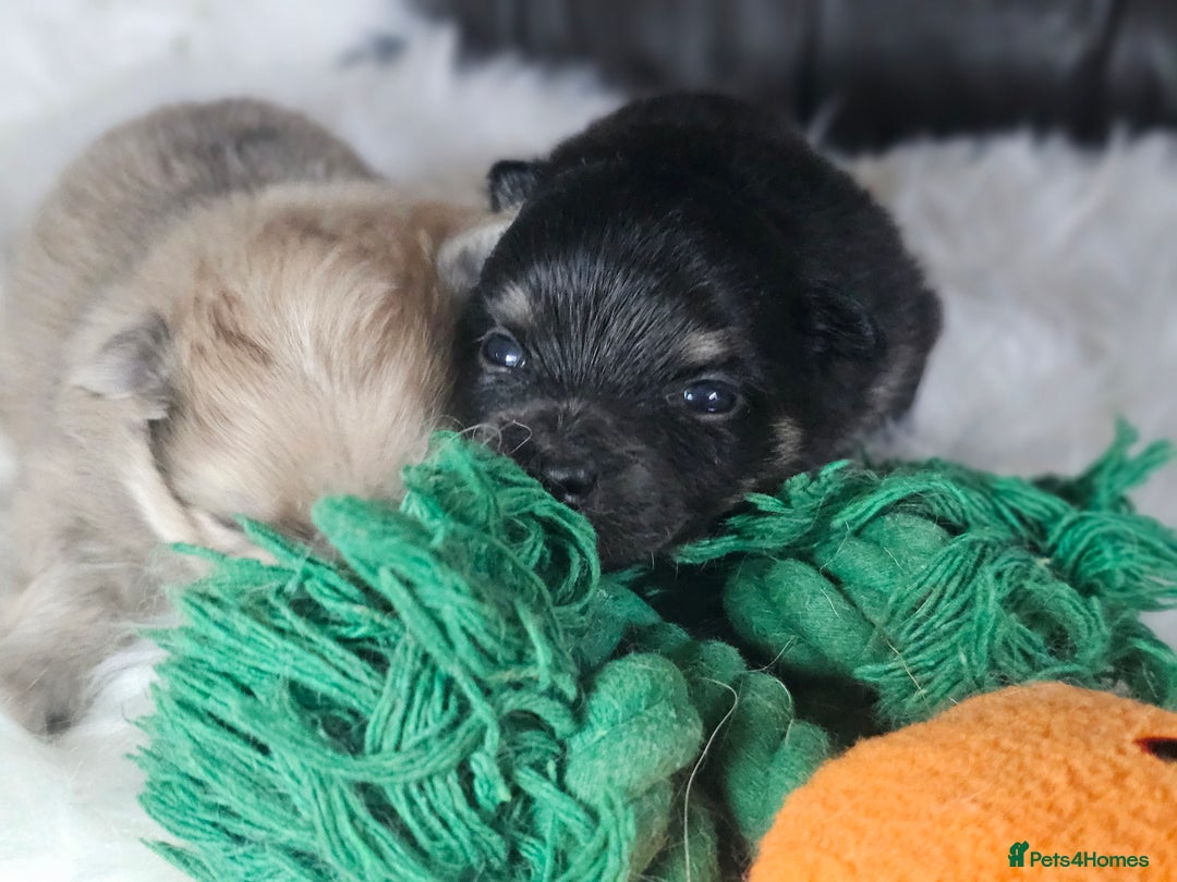 Pomeranian dogs for sale: 4 beautifull pomeranian puppies  - Advert 5