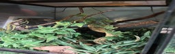 Frog reptiles for sale: White Tree Frog & Enclosure - Advert 4