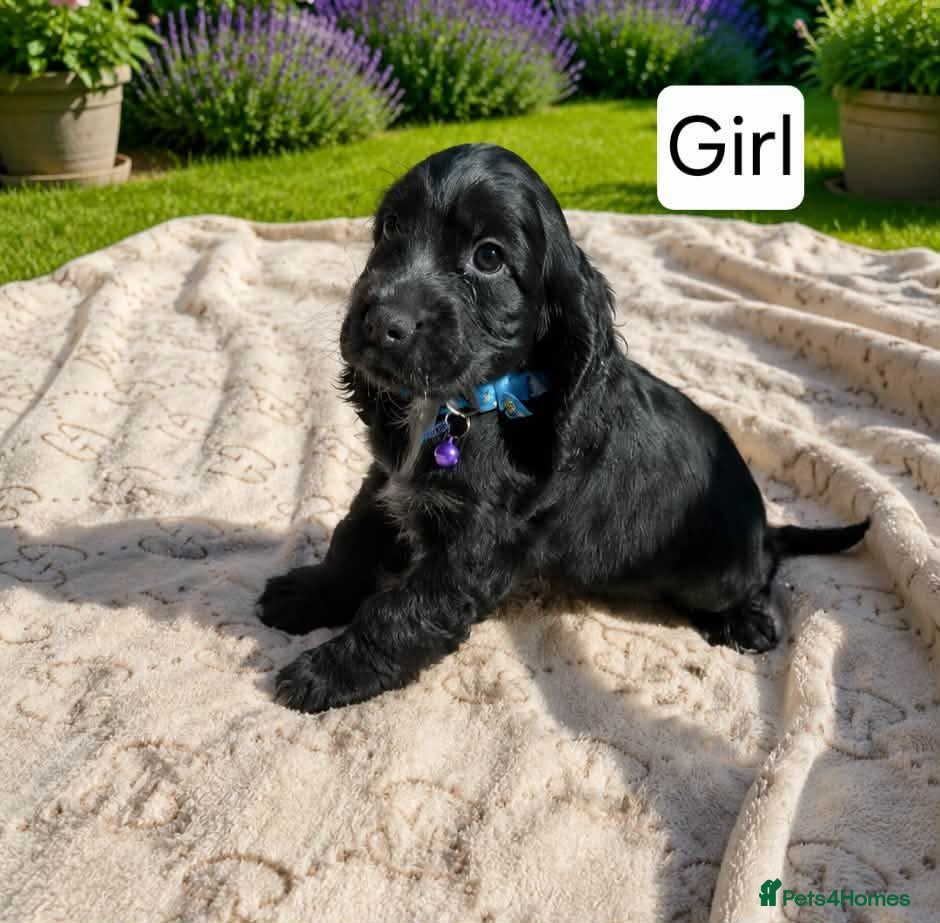 Cocker Spaniel dogs Beautiful Show Cocker Spaniel Puppies  - Advert 3