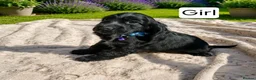 Cocker Spaniel dogs for sale: Beautiful Show Cocker Spaniel Puppies  - Advert 12