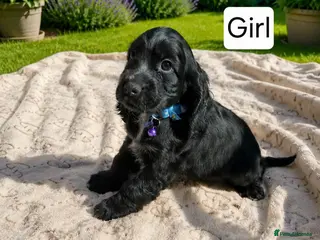 Cocker Spaniel dogs Beautiful Show Cocker Spaniel Puppies - Advert 3