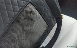 Maine Coon cats for sale: Beautiful HIGH Black Smoke Female (Shaded Parents) - Image 5