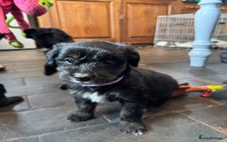 Bordoodle dogs for sale: Quality Miniature Bordoodles  - Image 17