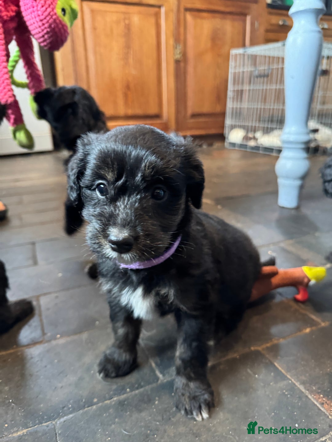 Bordoodle dogs for sale: Quality Miniature Bordoodles  - Image 17