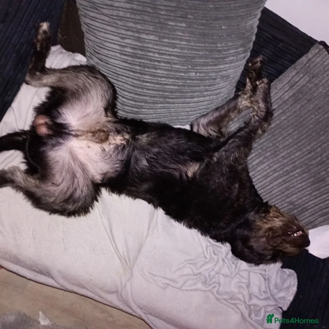 Mixed Breed dogs for sale: Poddle cross in Oldbury - Advert 2