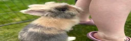 Lionhead rabbits for sale: Pedigree Double Mane LionHead Bunnies  - Advert 2