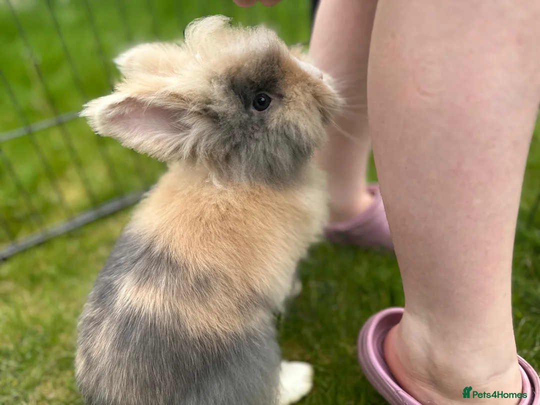 Lionhead rabbits for sale: Pedigree Double Mane LionHead Bunnies  - Advert 2