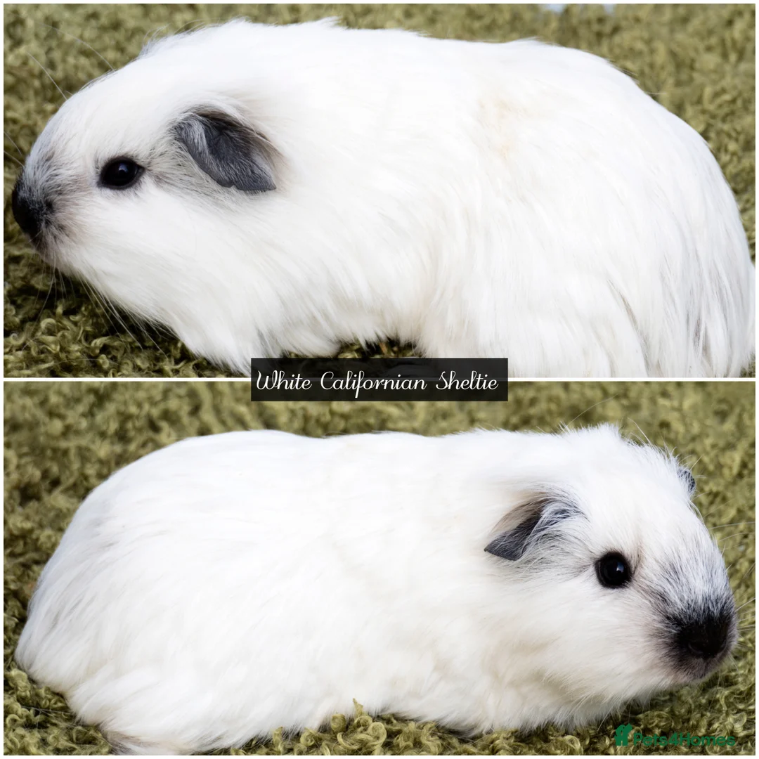 Guinea Pig rodents for sale: Long Haired Baby Guinea Pigs - Advert 2