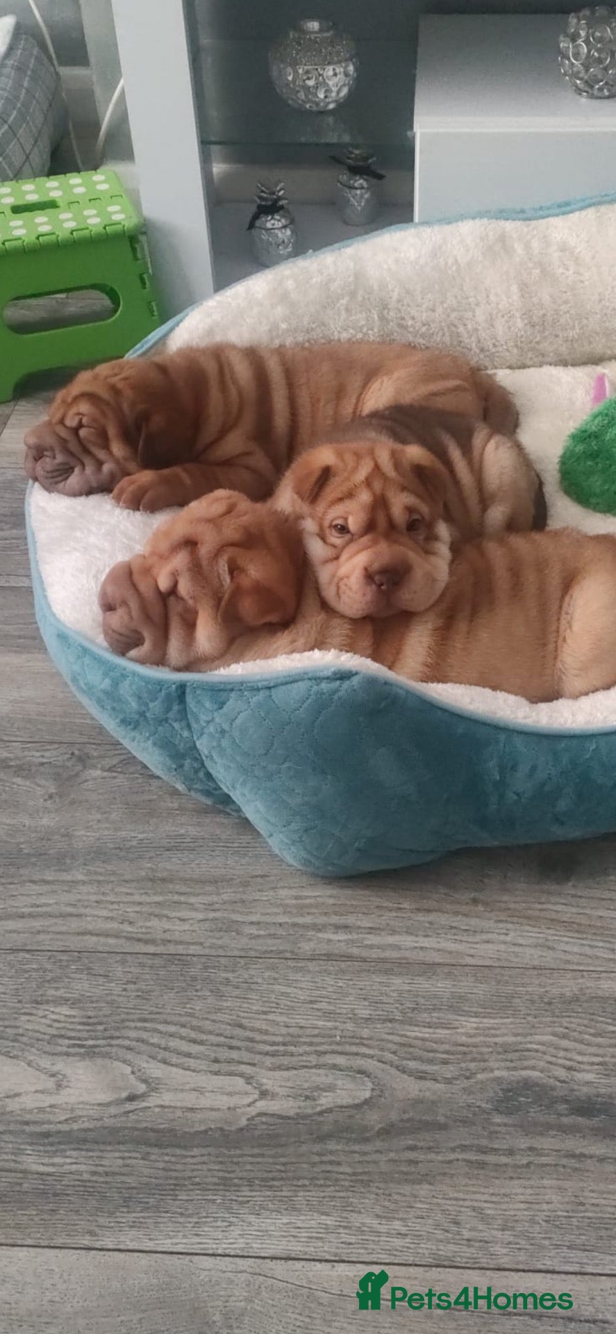 Shar Pei dogs KC Shar Pei Puppies 1 Boy 2 Girls Ready Next Week - Advert 1