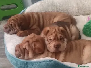 Shar Pei dogs KC Shar Pei Puppies 1 Boy 2 Girls Ready Next Week - Advert 1