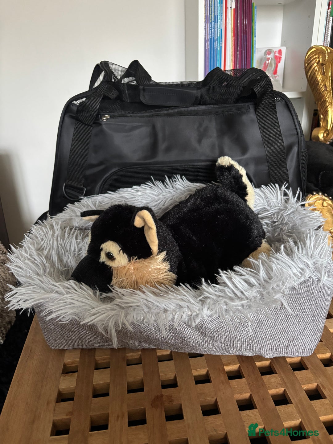 Boston Terrier dogs for sale: Boston Terrier 🐕 Puppy 🐕 KC Registered - Advert 11