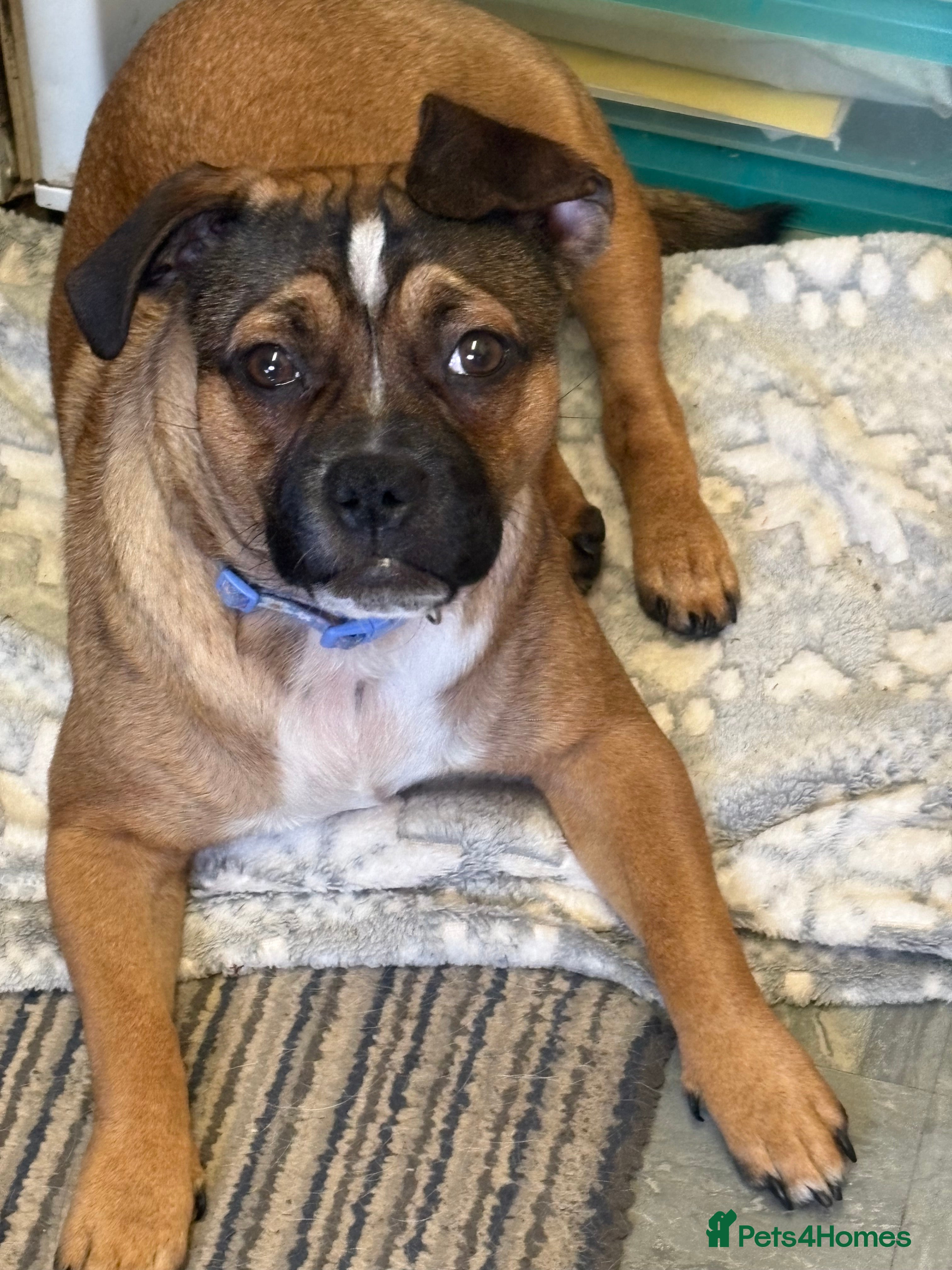 Mixed Breed dogs Adorable puppys - Advert 10