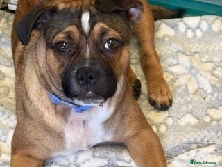 Mixed Breed dogs Adorable puppys - Advert 10