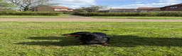 Miniature Dachshund dogs for sale: Lovely 6y old spayed girl - Advert 12