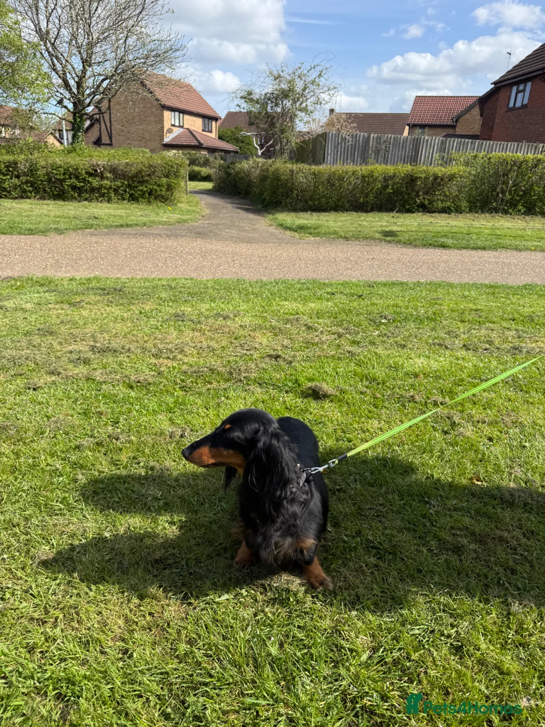 Miniature Dachshund dogs for sale: Lovely 6y old spayed girl - Advert 12