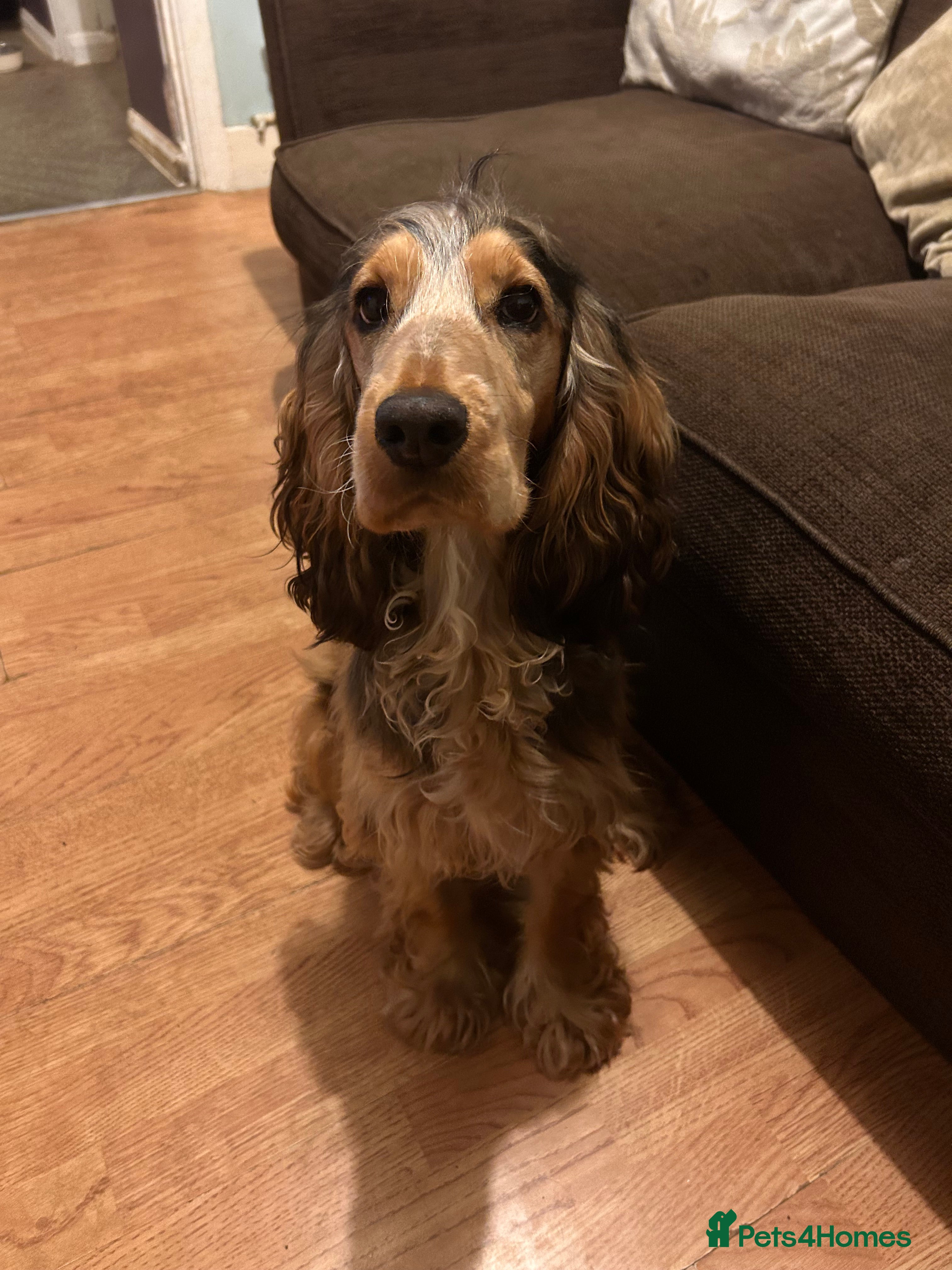 Cocker Spaniel dogs 9 month old Cocker Spaniel looking for new home.  - Advert 1