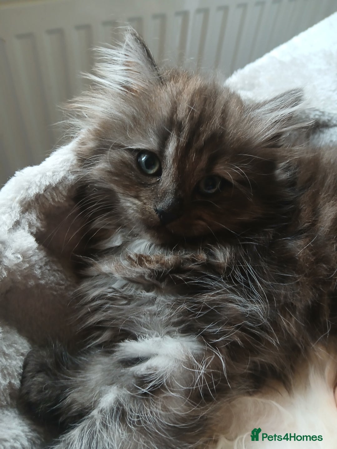 Mixed Breed cats for sale: British long hair cross Ragdoll  - Image 25