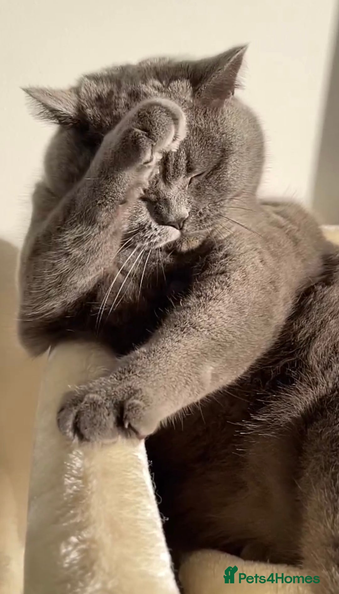 British Shorthair cats for sale: Beautiful colourpoint British shorthair kittens - Image 6