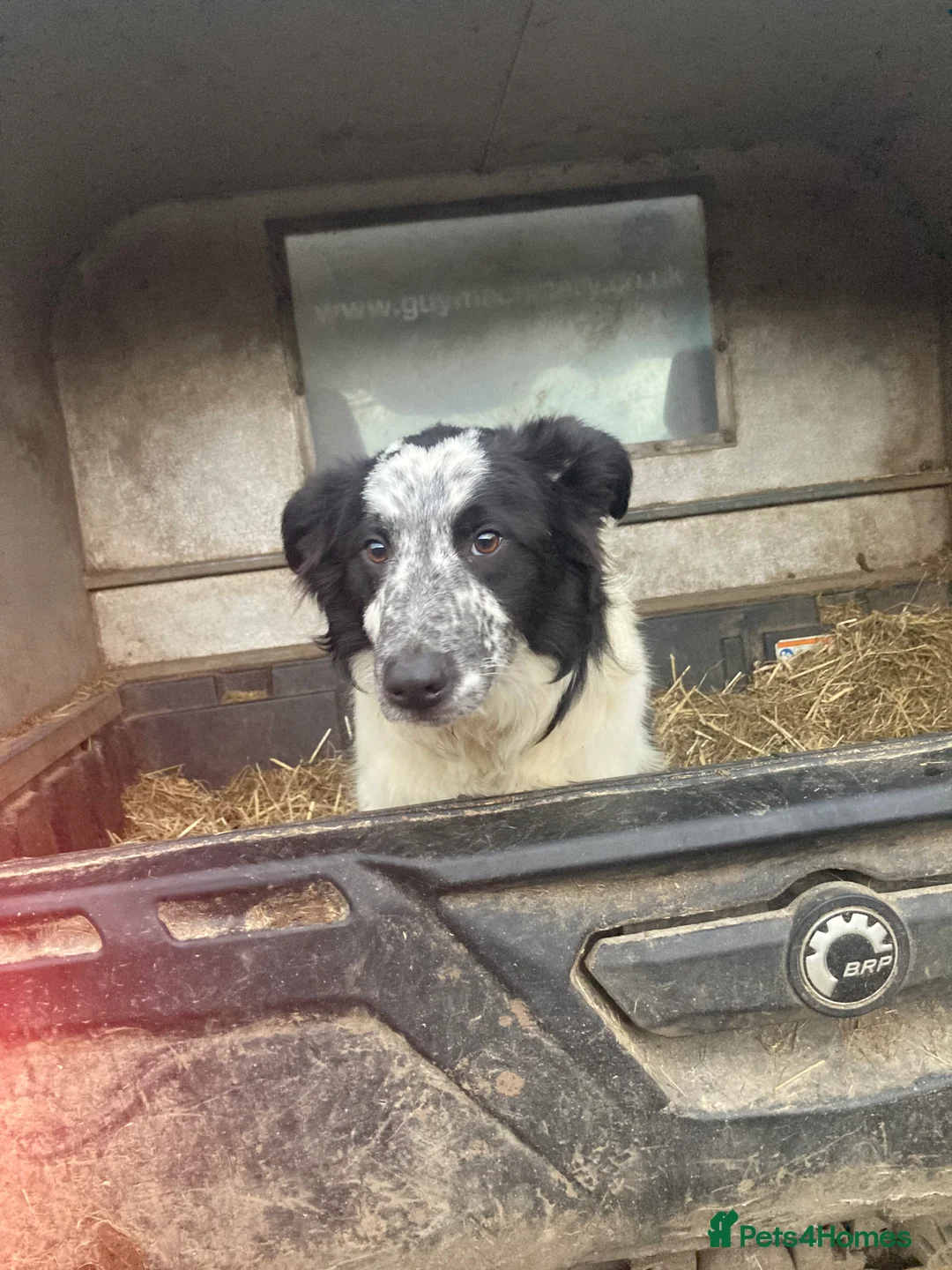 Border Collie dogs for sale: Border collie puppies  - Advert 2