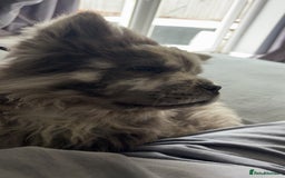 Chow Chow dogs for sale: Beautiful silver/ blue merle boy 💙 - Image 3
