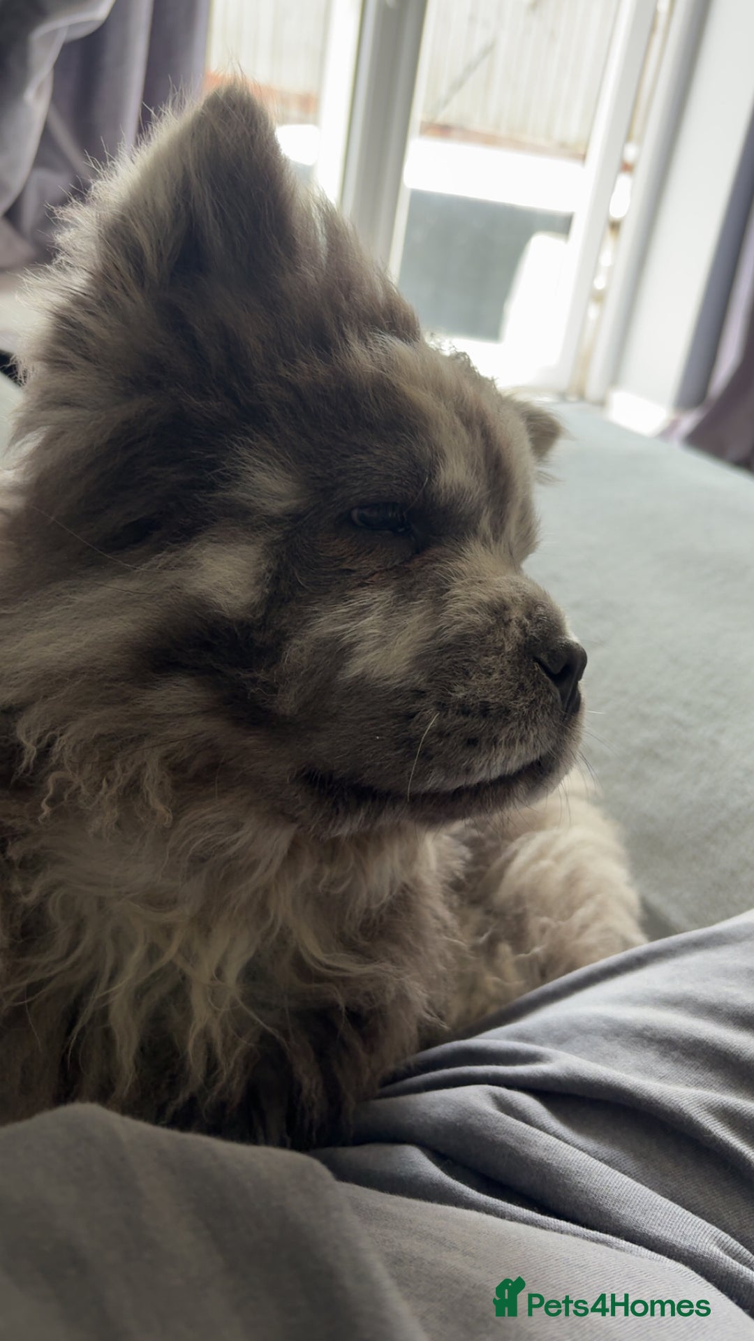 Chow Chow dogs for sale: Beautiful silver/ blue merle boy 💙 - Image 3