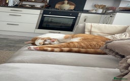 American Wirehair cats for sale: Male 3 years friendly  - Image 4