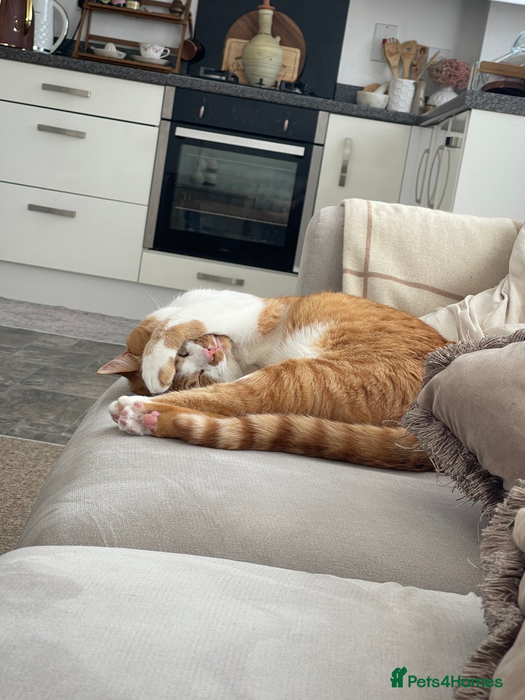 American Wirehair cats for sale: Male 3 years friendly  - Image 4