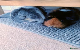Guinea Pig rodents for sale: Two female guinea pigs - Image 6