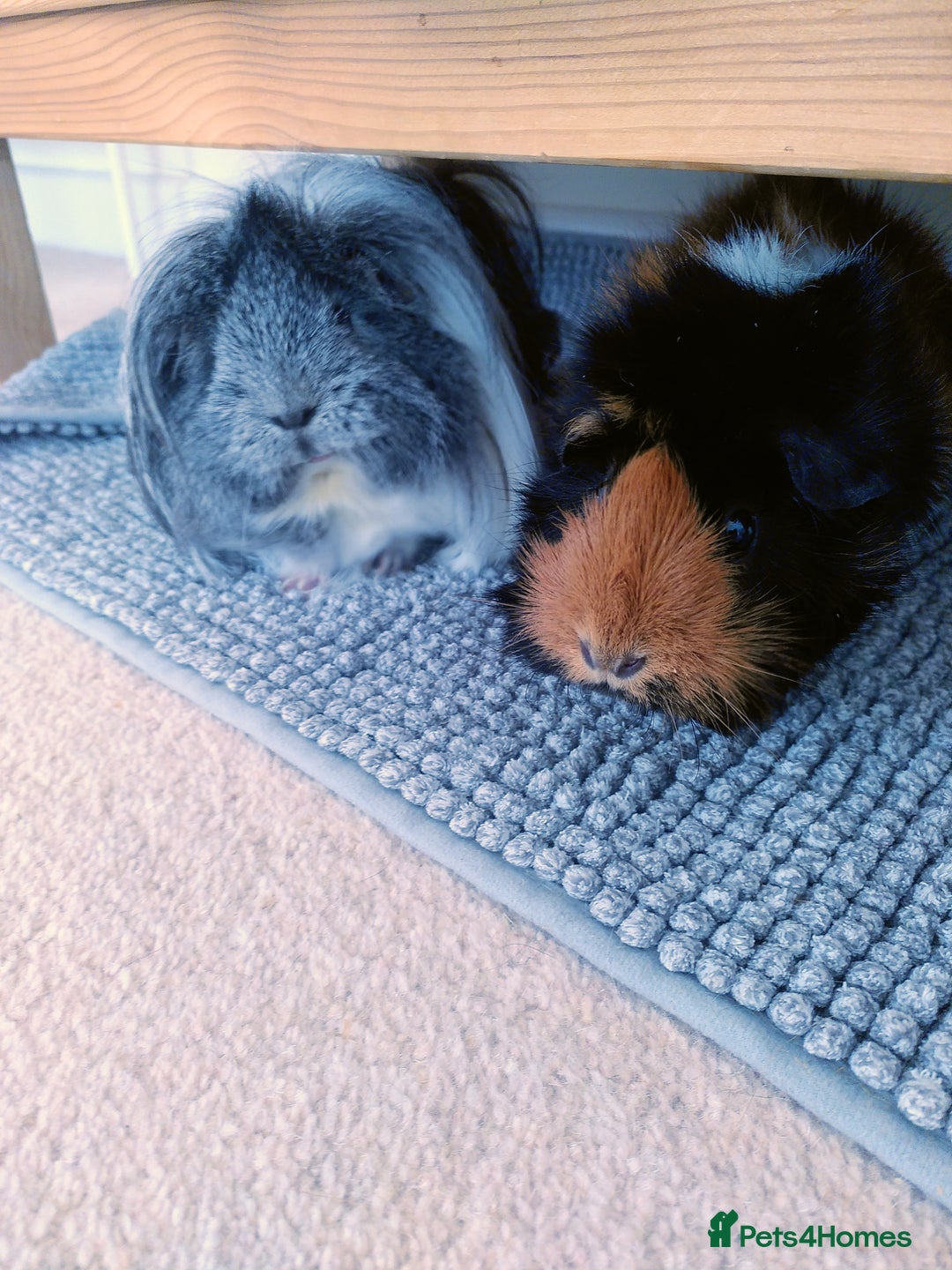 Guinea Pig rodents for sale: Two female guinea pigs - Image 6
