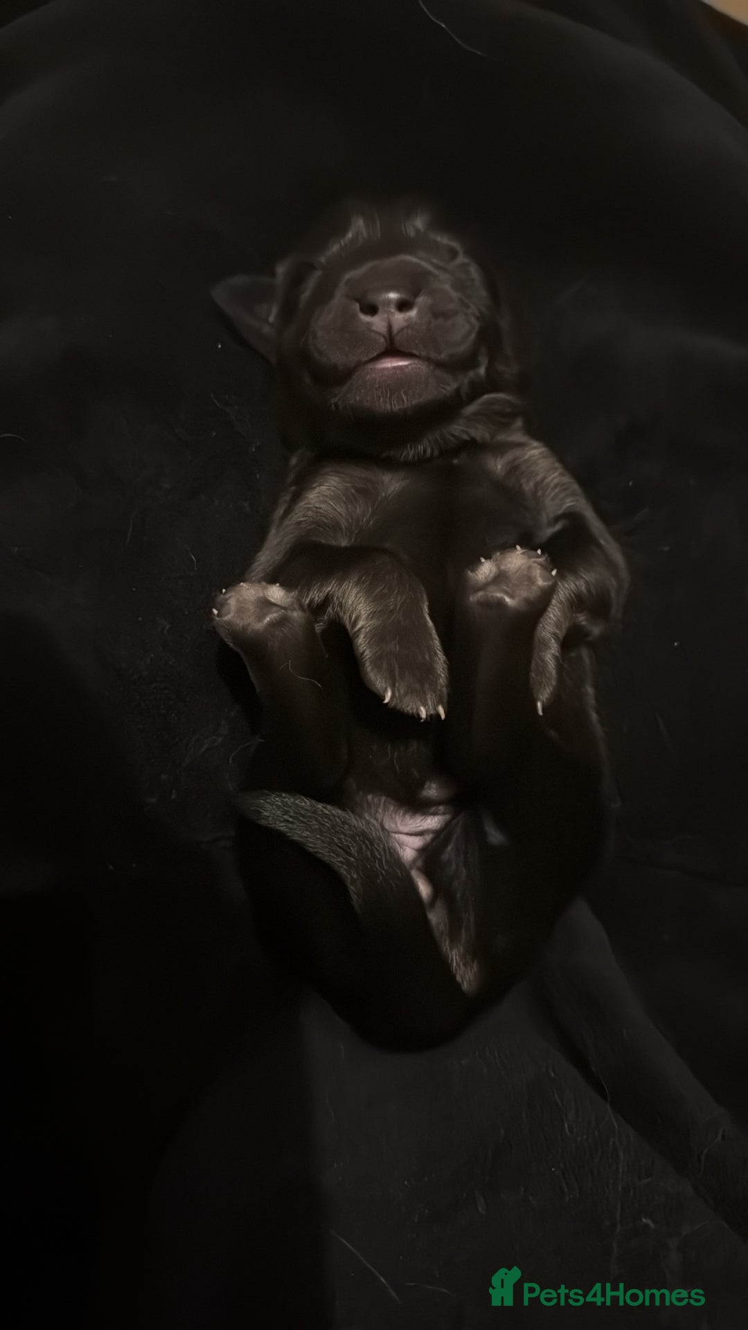 Tibetan Mastiff dogs for sale: Tibetan Mastiff Gentle Giants Champion Bloodlines  - Advert 6