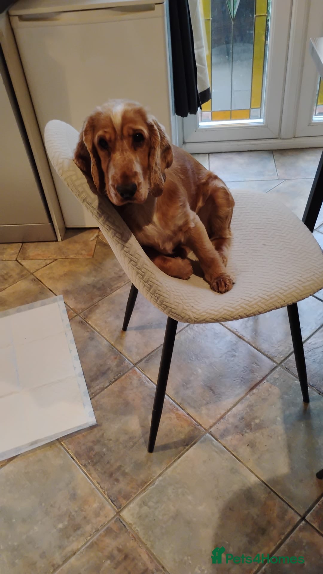 Cocker Spaniel dogs for stud: Honey - Advert 22