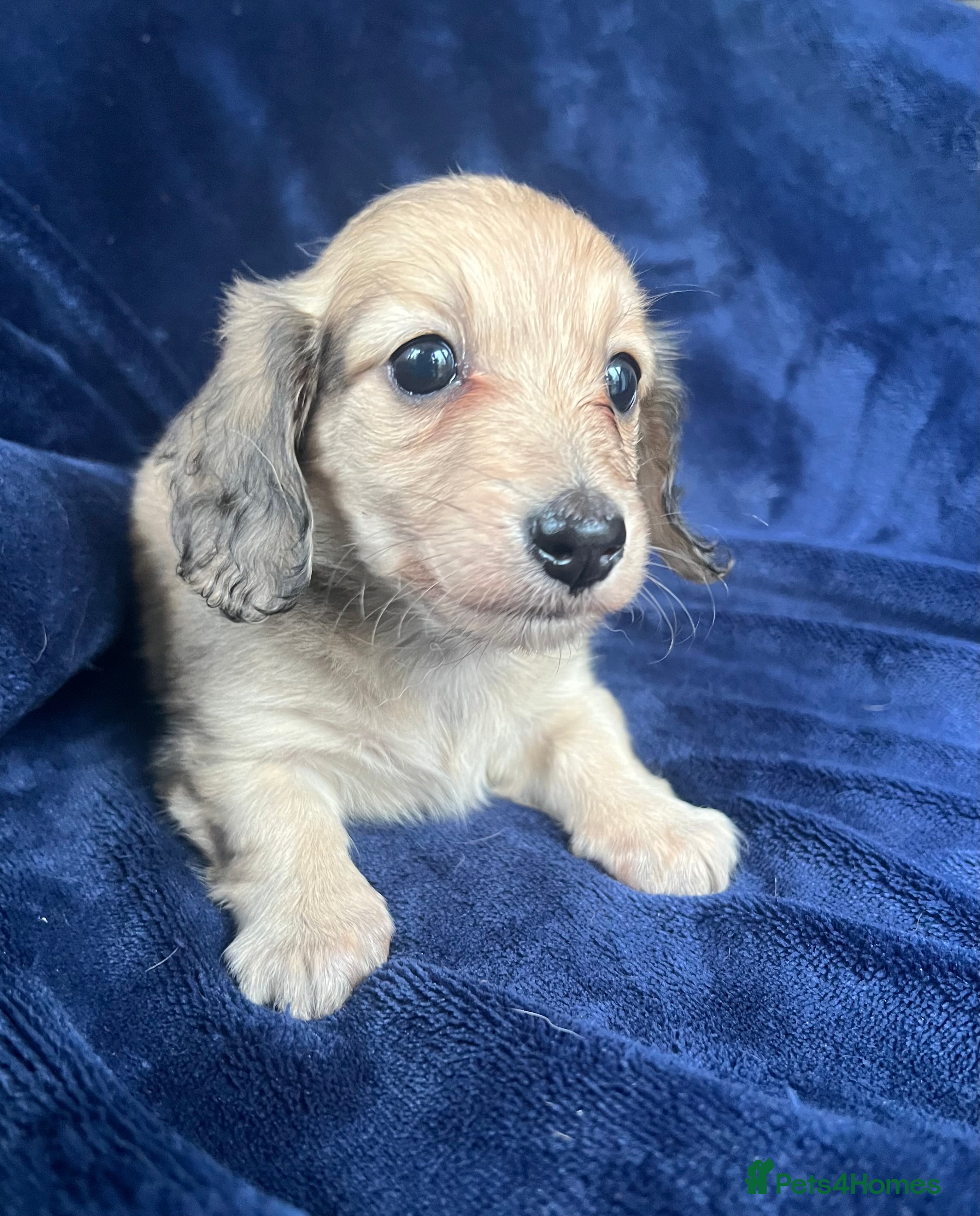 Miniature Dachshund dogs Shaded cream miniature dachshund girl - Advert 2