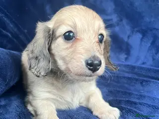 Miniature Dachshund dogs Shaded cream miniature dachshund girl - Advert 1